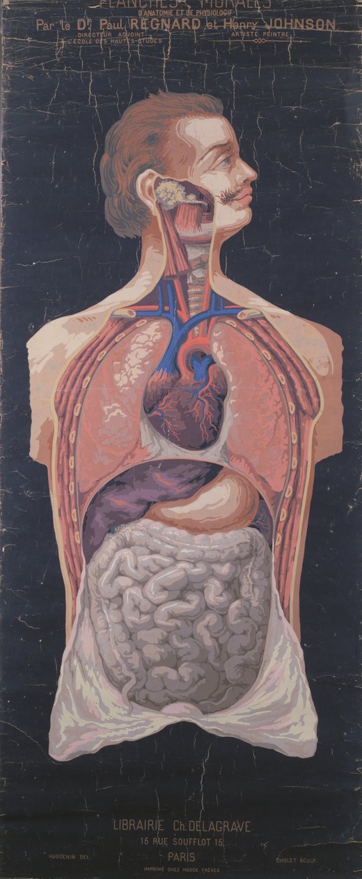 Dr. Paul Regnard ve Henry Johnson tarafından kaleme alınan Planches Murales dAnatomie et de Physiologie