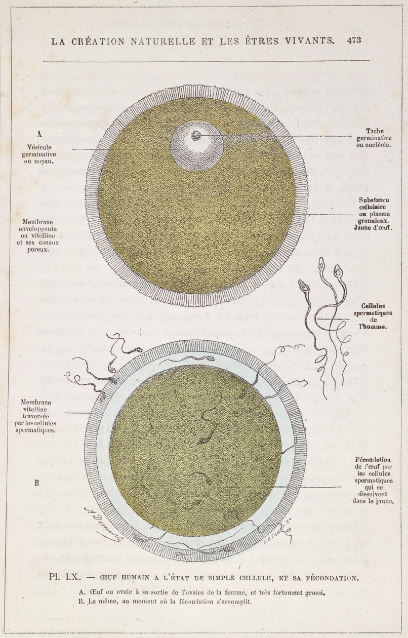 Bir İnsan Yumurtasının Döllenmesi, La Creation Naturelle et les Etres Vivants, Dr. J. Rengade, c.1880 by French School