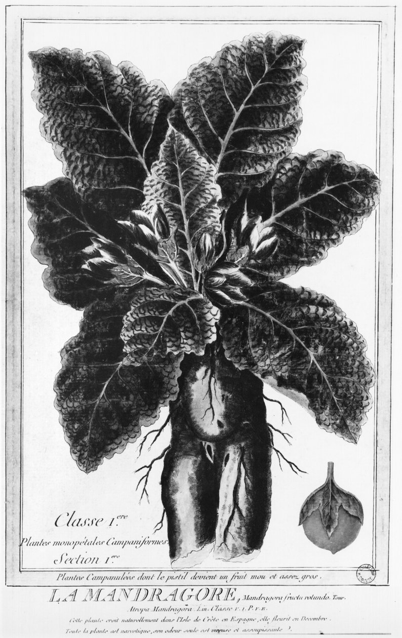 Mandrake by French School