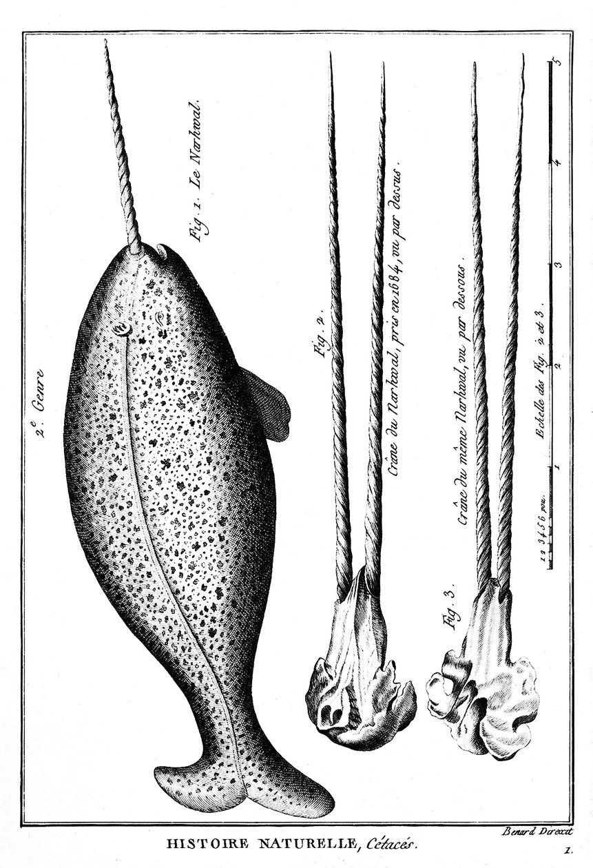 Deniz gergedanı veya deniz gergedanı, bir cetacean - “” Histoire naturelle””de - gravür, n.d by French School
