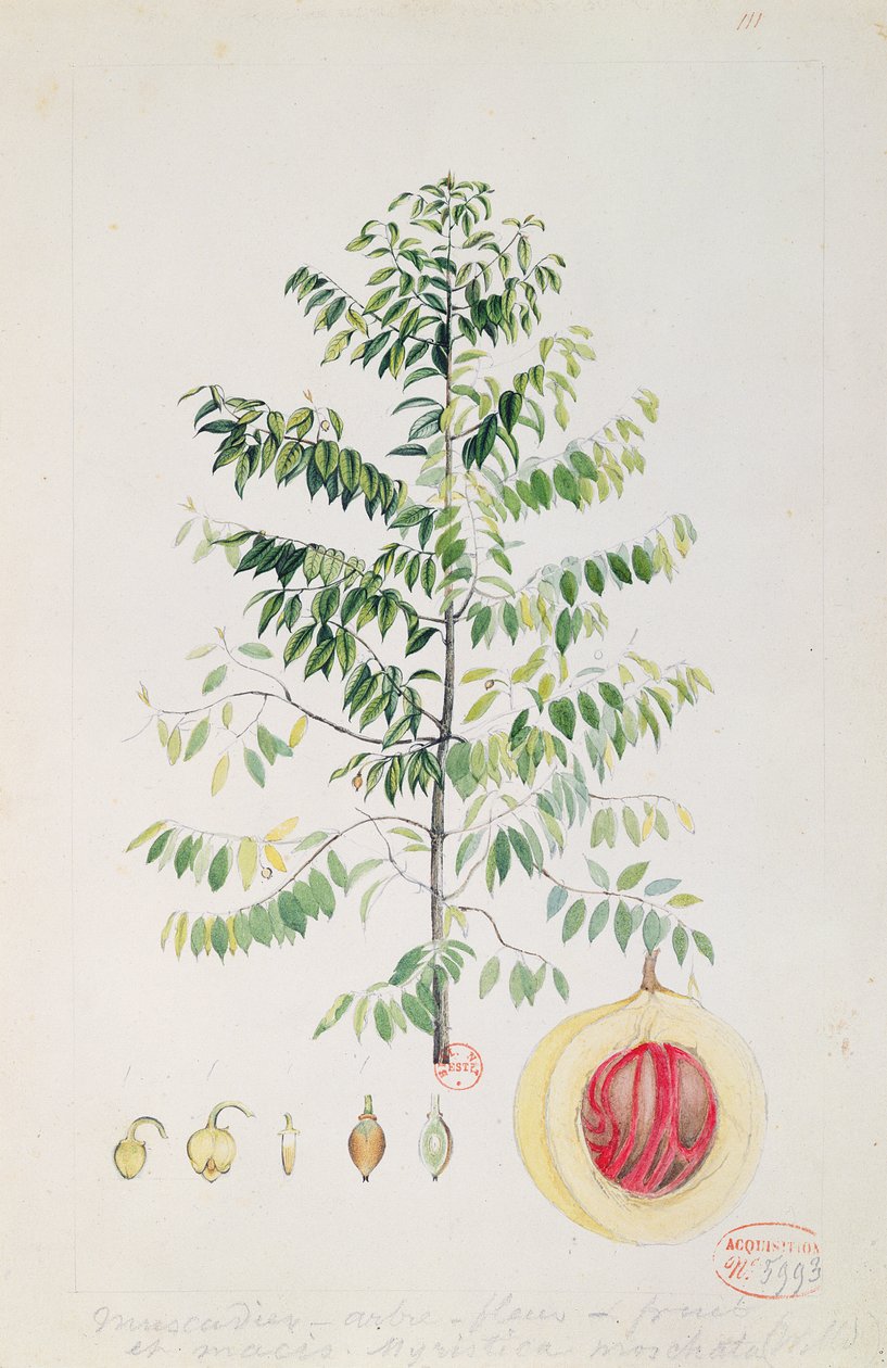 Nutmeg Ağacı, Çiçek ve Meyve (kağıt üzerinde wc) by French School