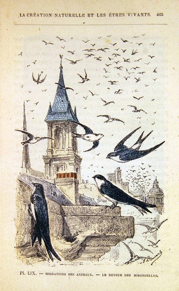 Kırlangıçların Dönüşü. c.1880 (renkli gravür) by French School