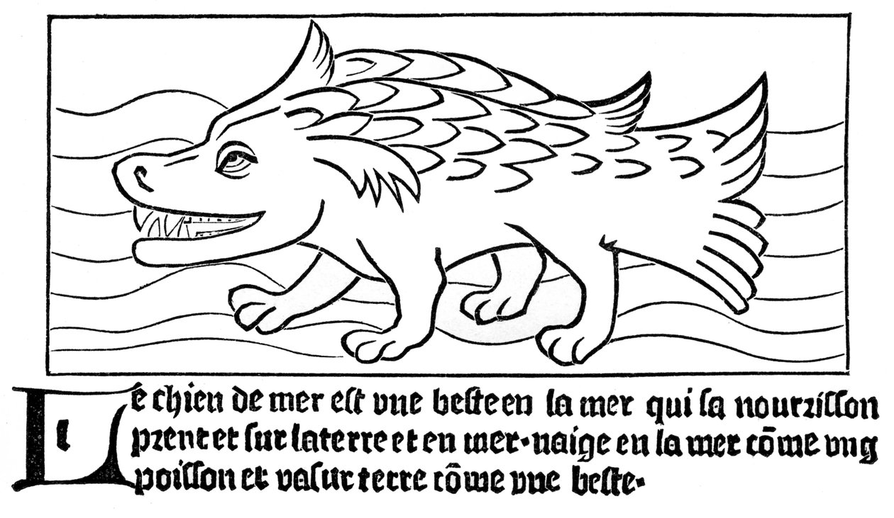 "Deniz Köpeği" by French School