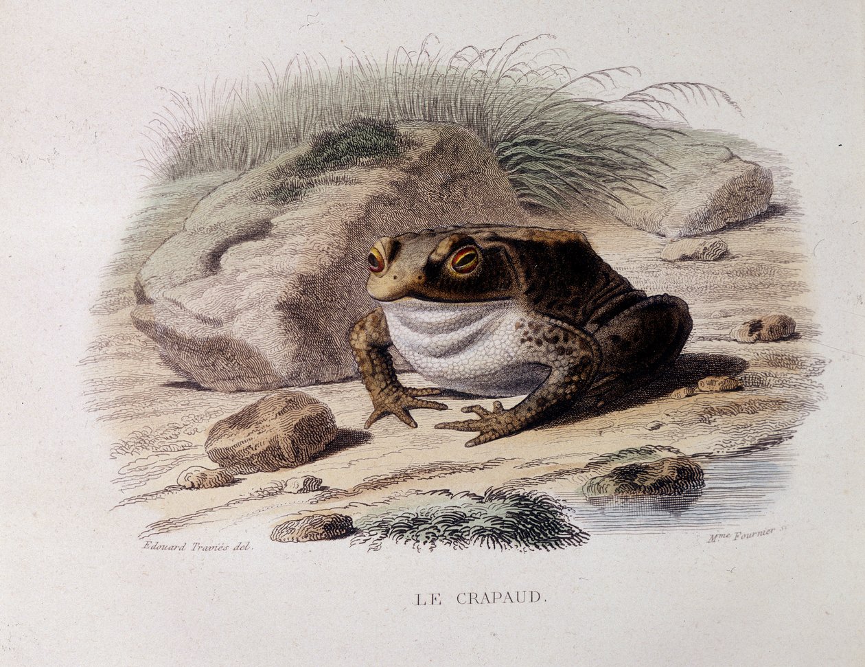 Ortak kurbağa (Bufo bufo) - “” Lacepede”” by French School