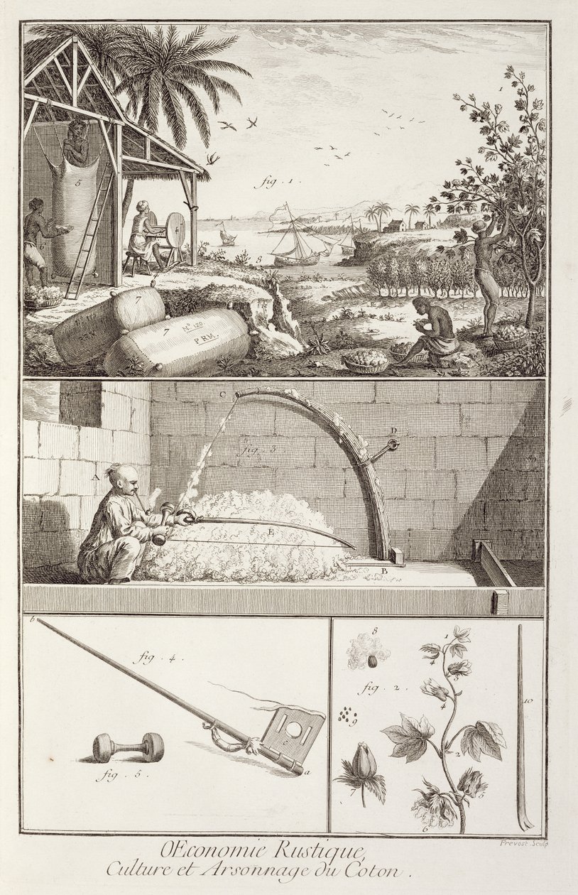 Pamuk ekimi, Ansiklopediden Denis Diderot (1713-84), A. Provost (fl.1834-55), c.1760 tarafından oyulmuş by French School