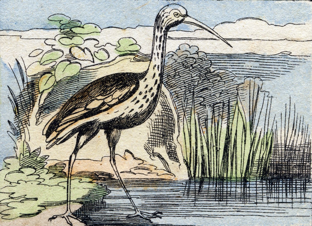 Kıvırcık. "Buffon Alphabet des Oiseaux n 2" de gravür. 3. Serie N 2. Epinal