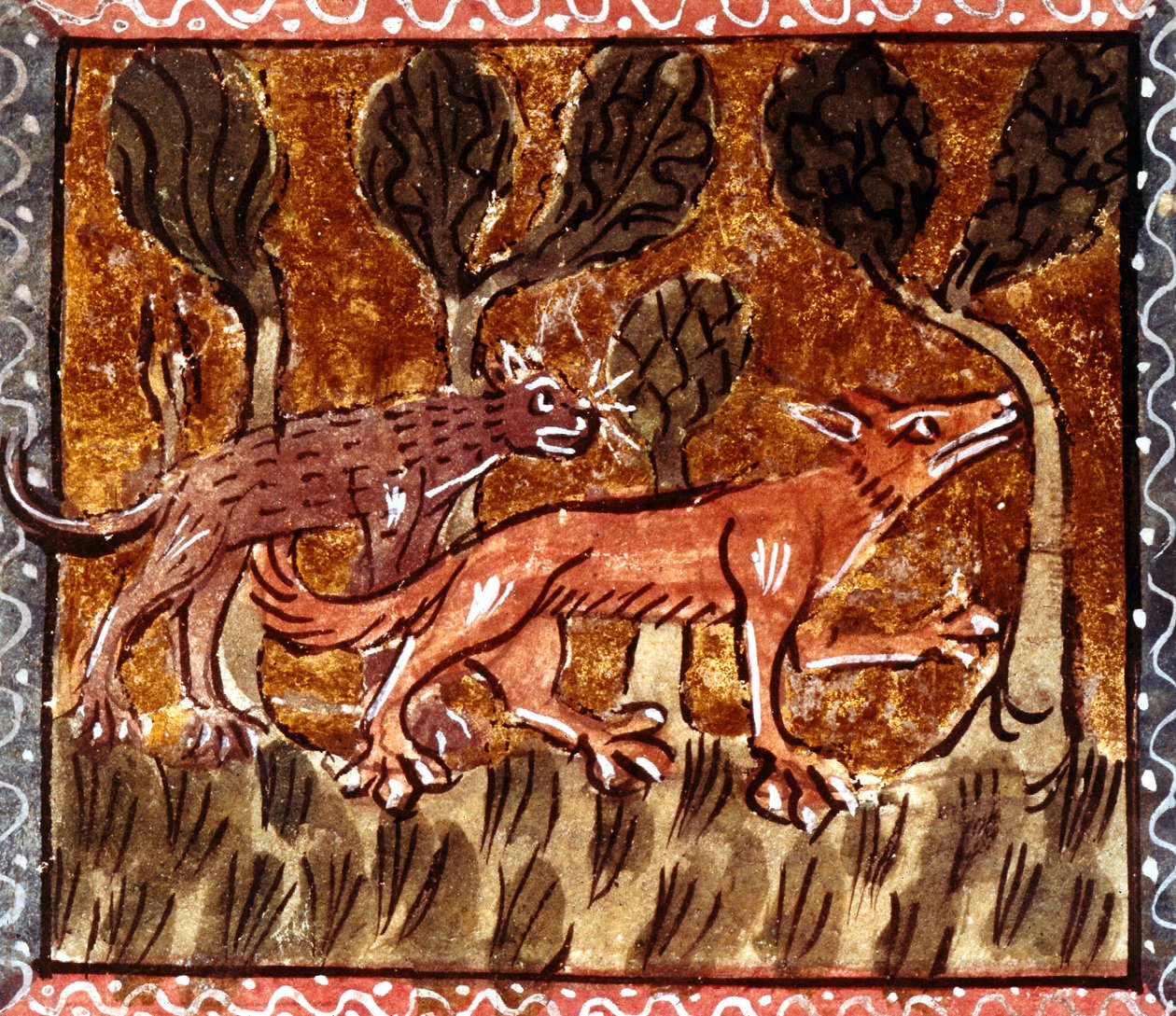 Tilki ve kurt, Roman de Renart (Tilkinin Romanı) başlıklı el yazmasından aydınlatma, c.13. yüzyıl by French School