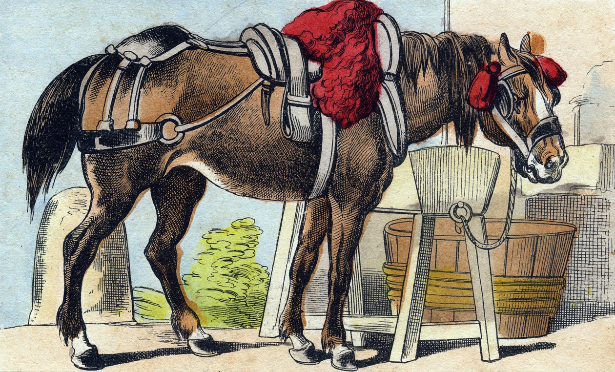 At. "Buffon Alphabet des Animaux" gravürü. 3. Seri N 1. Epinal