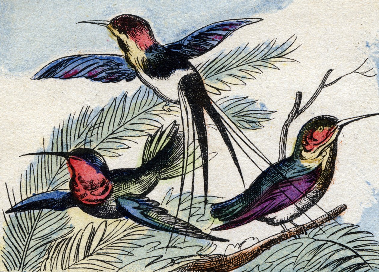 Sinek kuşu. "Buffon Alphabet des Oiseaux n 2" de gravür. 3. Serie N 2. Epinal