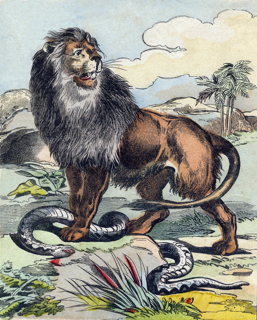 Aslan. "Buffon Alphabet des Animaux" gravürü. 3. Seri N 1. Epinal