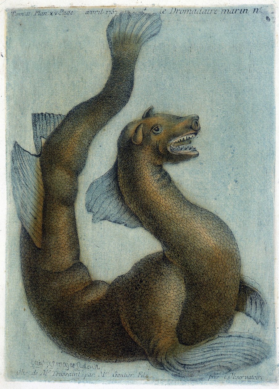 Deniz devesi. “Fizik, Doğa Tarihi ve Sanat Üzerine Periyodik Gözlemler”de M. Toussaint (1756) tarafından yapılan illüstrasyon. by French School