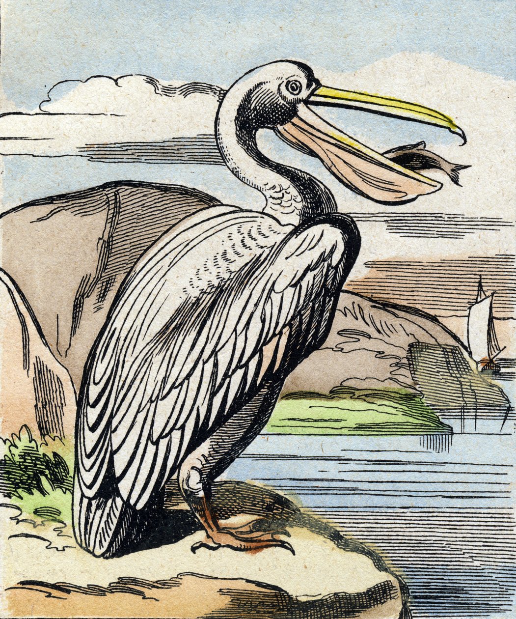Pelikan. "Buffon Alphabet des Oiseaux n 1" de gravür. 3. Serie N 1. Epinal