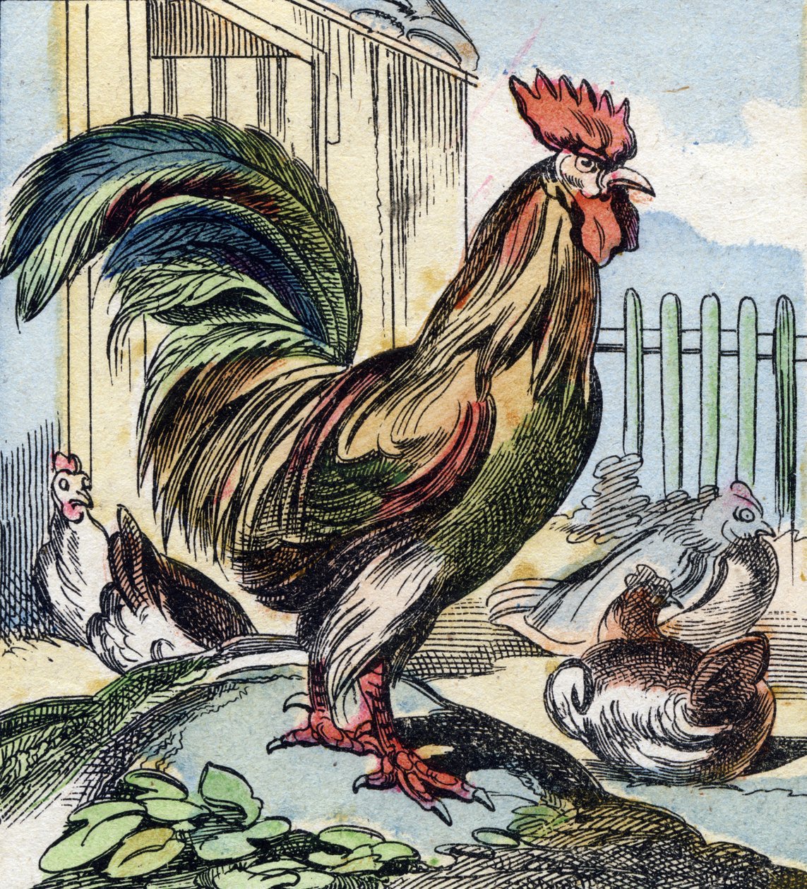 Horoz. "Buffon Alphabet des Oiseaux n 2" de gravür. 3. Serie N 2. Epinal