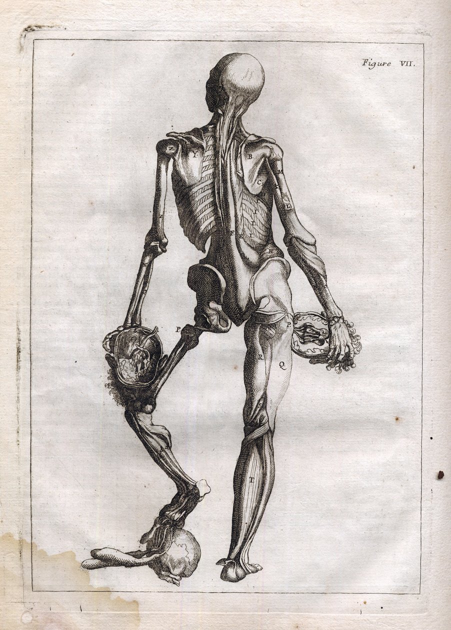 Bu Figür, Corps Depouille to the Bones