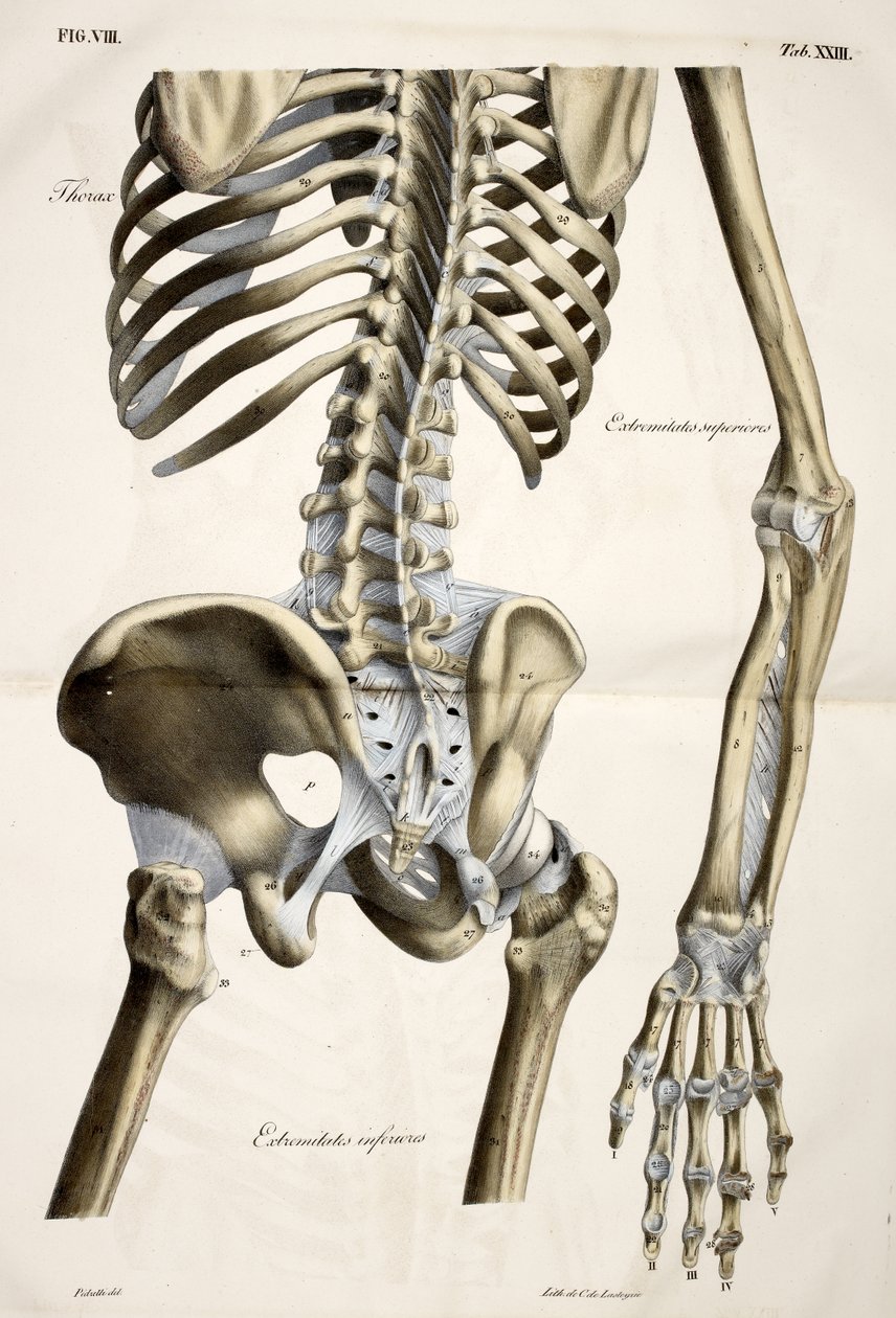 Toraks, açıklayıcı bir metin eşliğinde doğal boyutlara göre yapılmış insan vücudunun Anatomik plakalarından cte de Lasteyrie tarafından yayınlanmıştır by French School