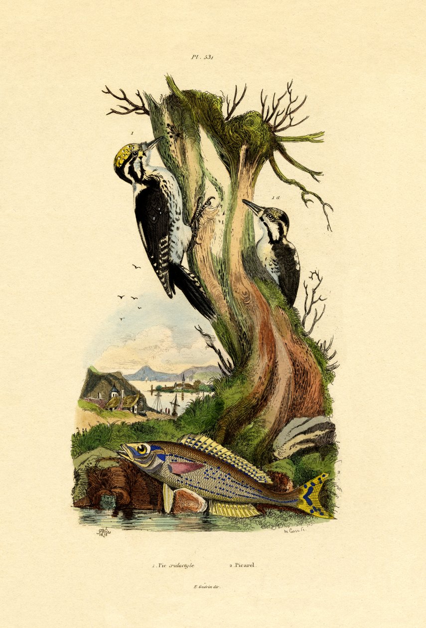 Üç Parmaklı Ağaçkakan, 1833-39 by French School