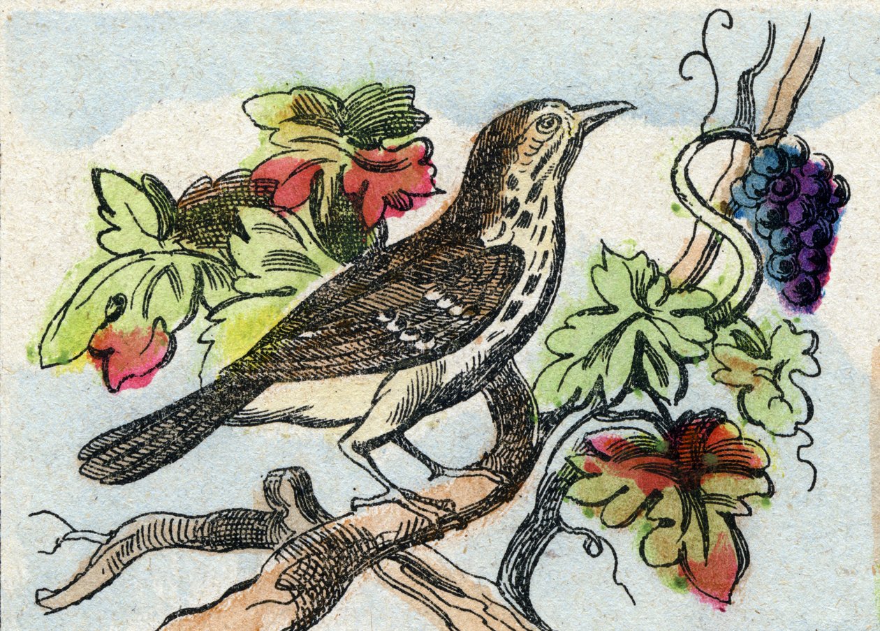 Pamukçuk. "Buffon Alphabet des Oiseaux n 1" de gravür. 3. Serie N 1. Epinal
