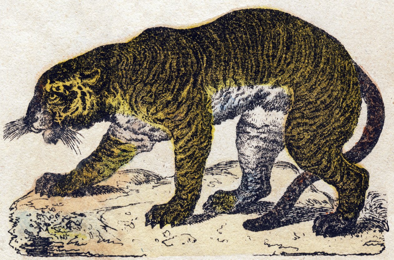Kapla. “Alphabet des animaux sauvages”” üzerine gravür. 9. Seri. Epinal