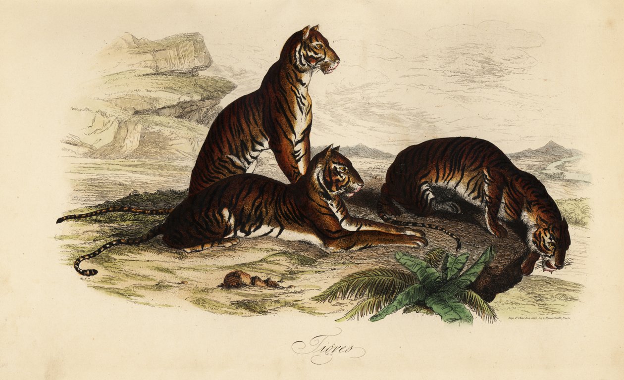 Kaplan, Panthera tigris by French School