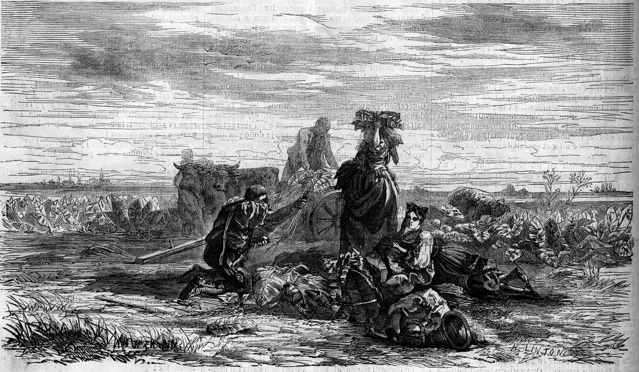 Tütün ekimi: hasat. Gravür, 31 Mart tarihli “” The Illustrated World” n°155 by French School