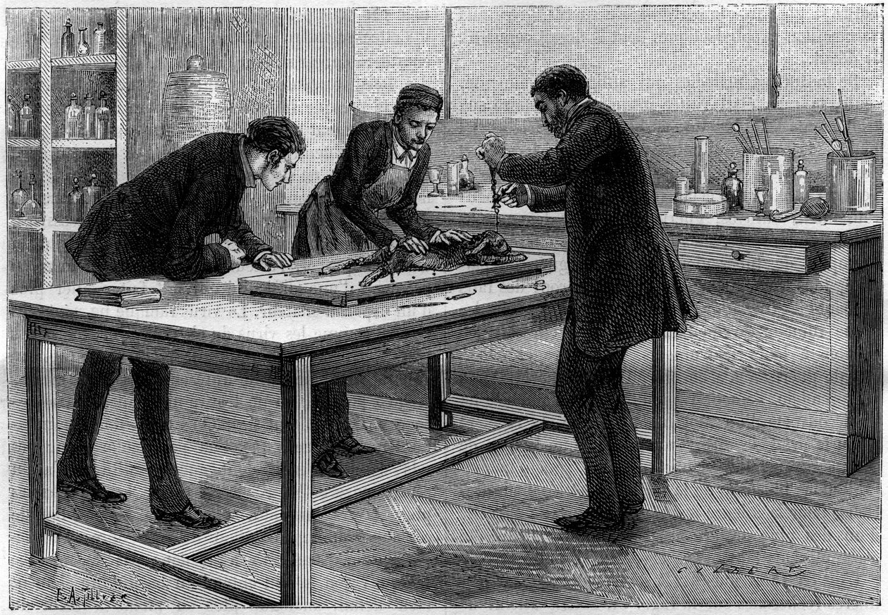 Louis Pasteur (1822-1895) laboratuvarında bir tavşanın trepanasyonu, C.Gilbert d