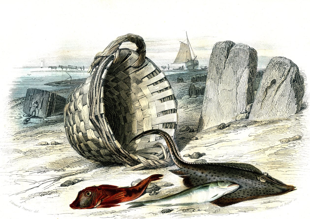 Trigle grondin (Trigle cuculus), mezgit (merlangius merlangus), raie grondin (dipturus batis) - Bernard Germain de Lacepede (1856-1925) tarafından Histoire Naturelle'den alınan plaka, P.Furme baskısı, Paris by French School