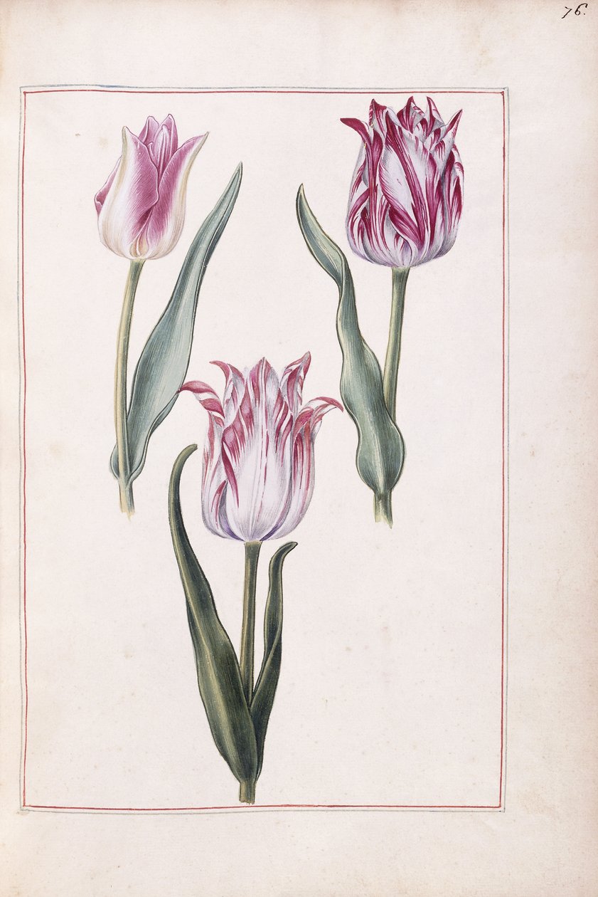 Laleler, 18. yüzyıl by French School