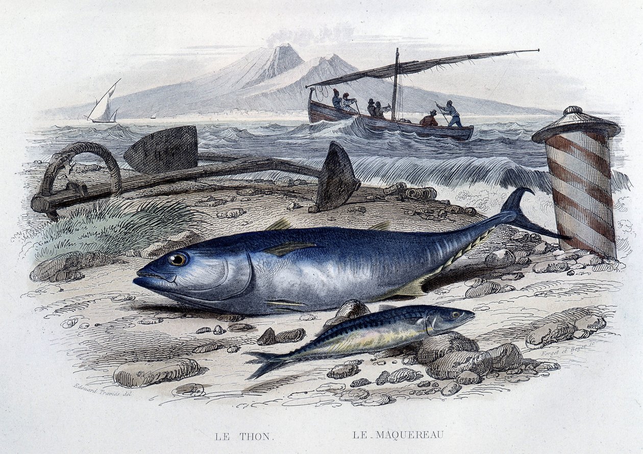 Tuna et uskumru - “Histoire naturelle” ”de, Lacépède, T.II, ed. Furne ve Cie, Paris by French School