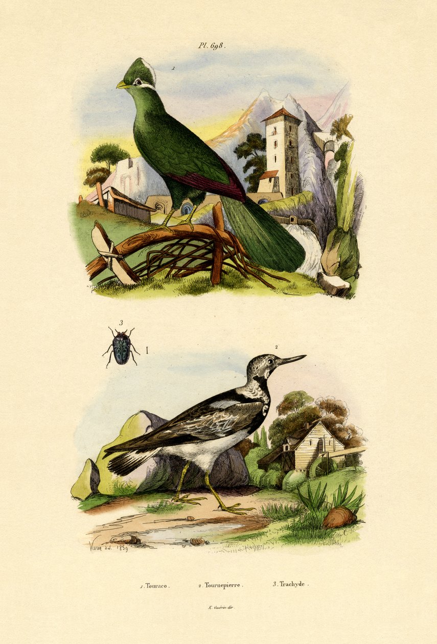 Turaco, 1833-39 by French School