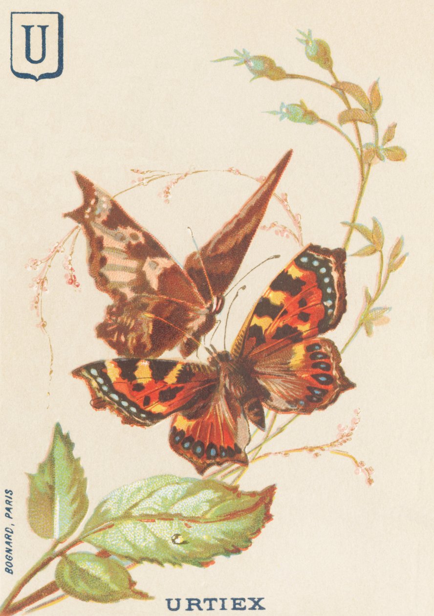 U: Urtiex (Aglais urticae veya Küçük Kaplumbağa) by French School