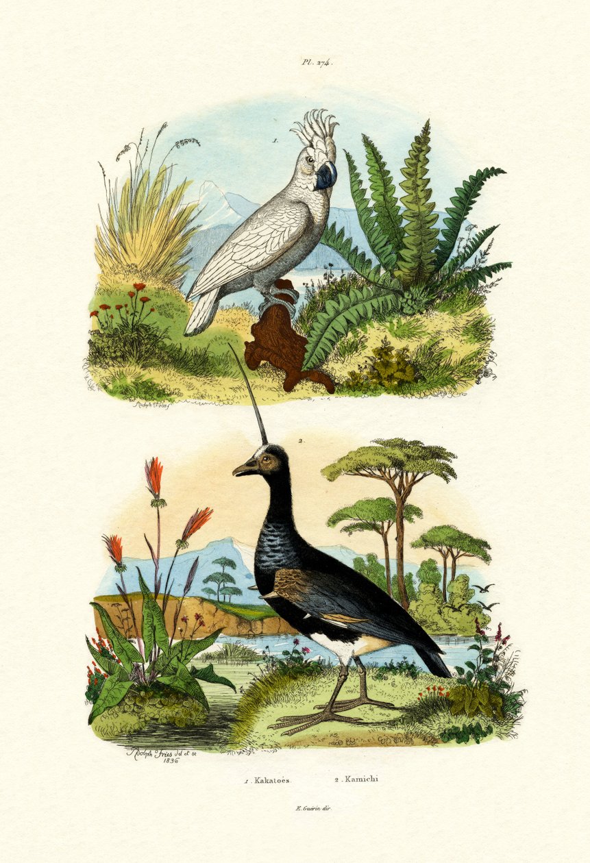 Şemsiye Kakadu, 1833-39 by French School