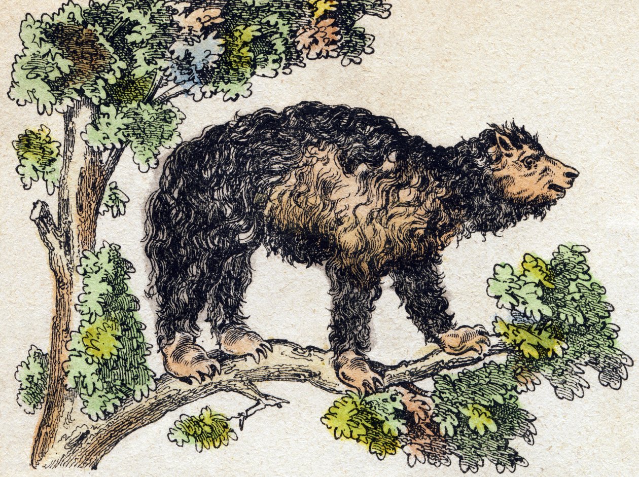 Unau (tembel). “Alphabet des animaux sauvages” içinde gravür. 9. Seri. Epinal'in görüntüsü, Pellerin, matbaa-yayıncı, 1870 dolaylarında. Ahşap üzerine gravürler, şablonla. 16 sayfa. Karartma: 20 x 15 cm. Özel koleksiyon by French School