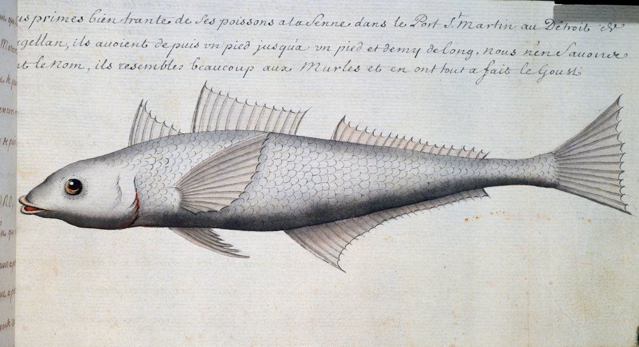 Bilinmeyen balık, Macellan Boğazı, Jacques Gouin de Beauchesne (1652-1730), Compagnie royale de la Mer du Sud