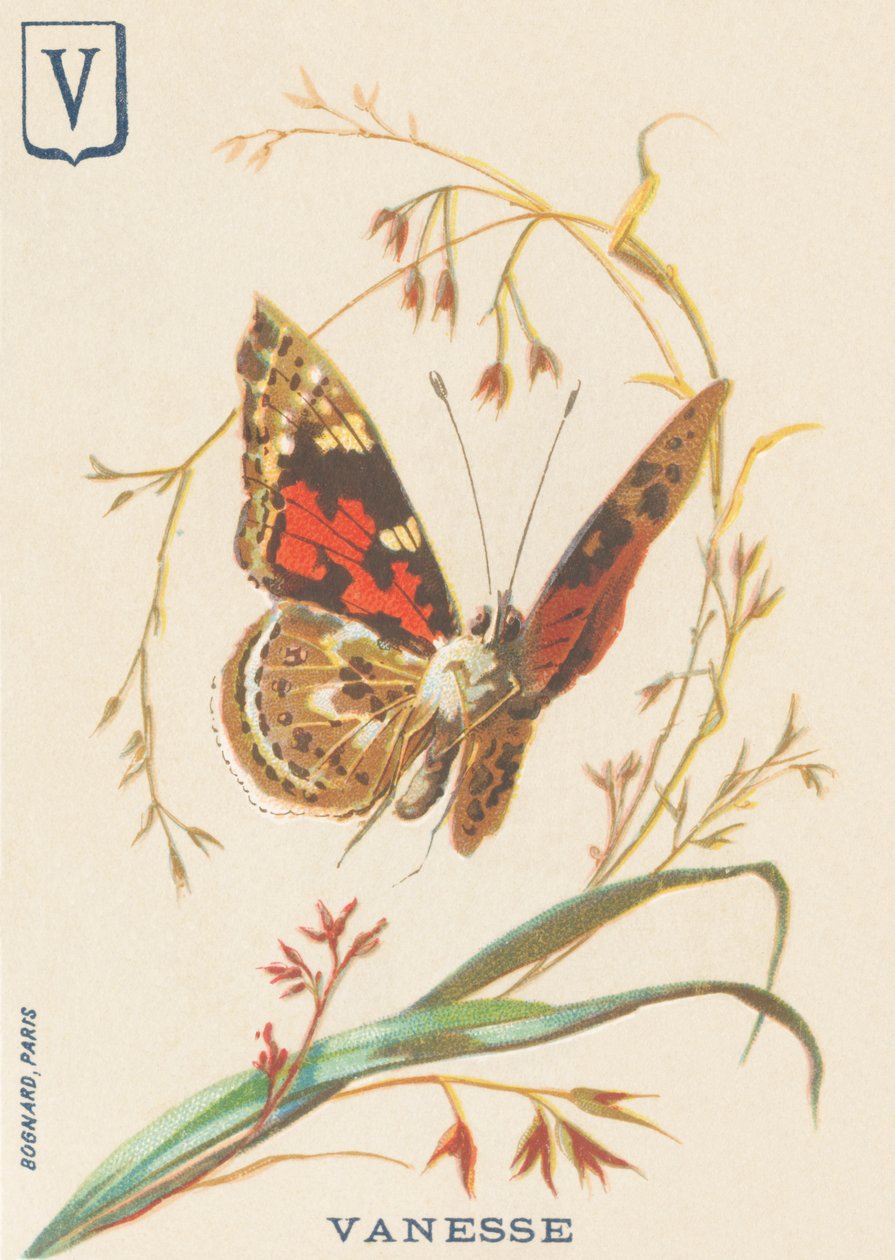 V: Vanesse (Vanessa cardui veya üvey bayan veya Vanesse du devedikeni) by French School