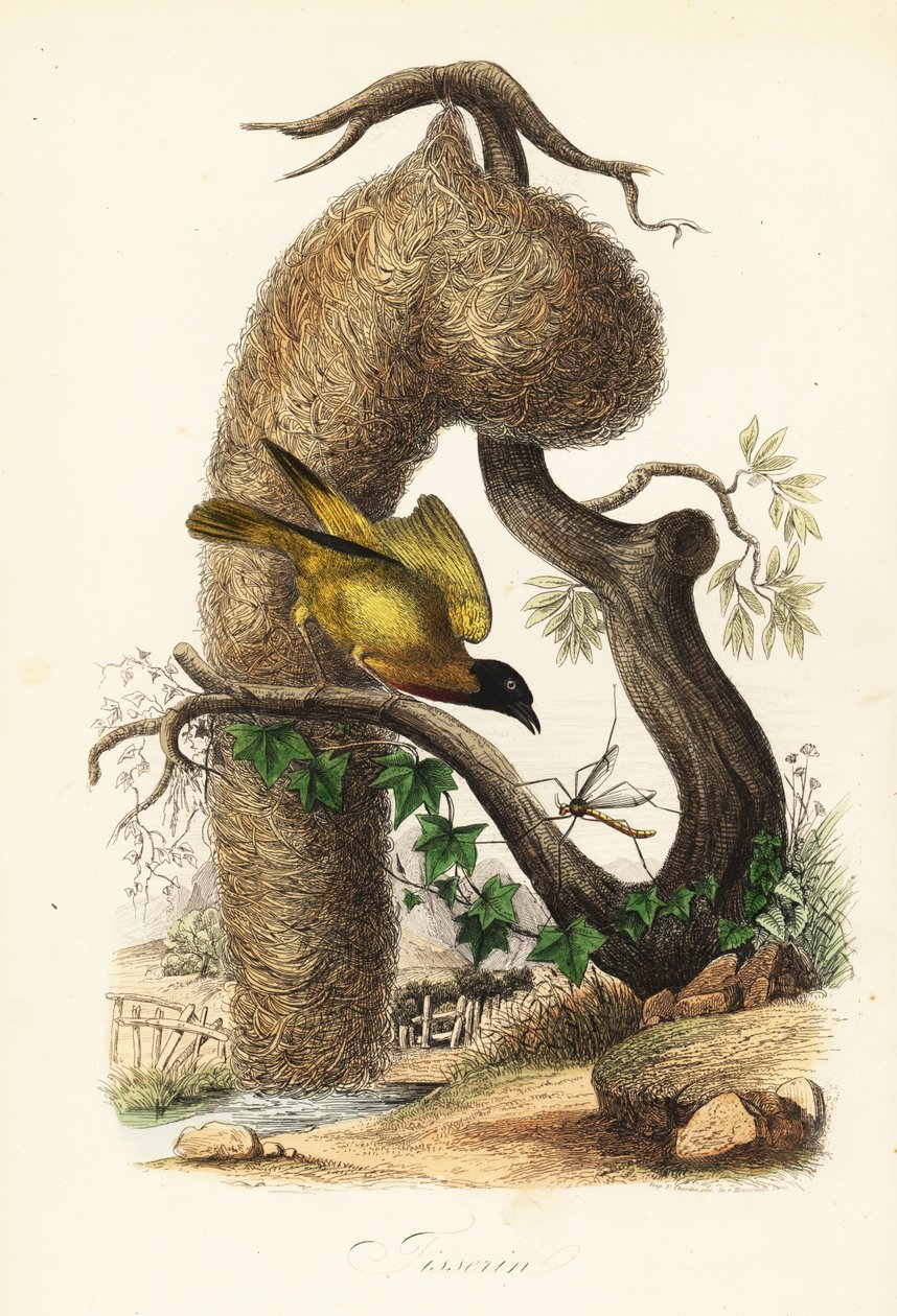 Köy dokumacısı, Ploceus cucullatus, dokuma çimen yuvası ile by French School