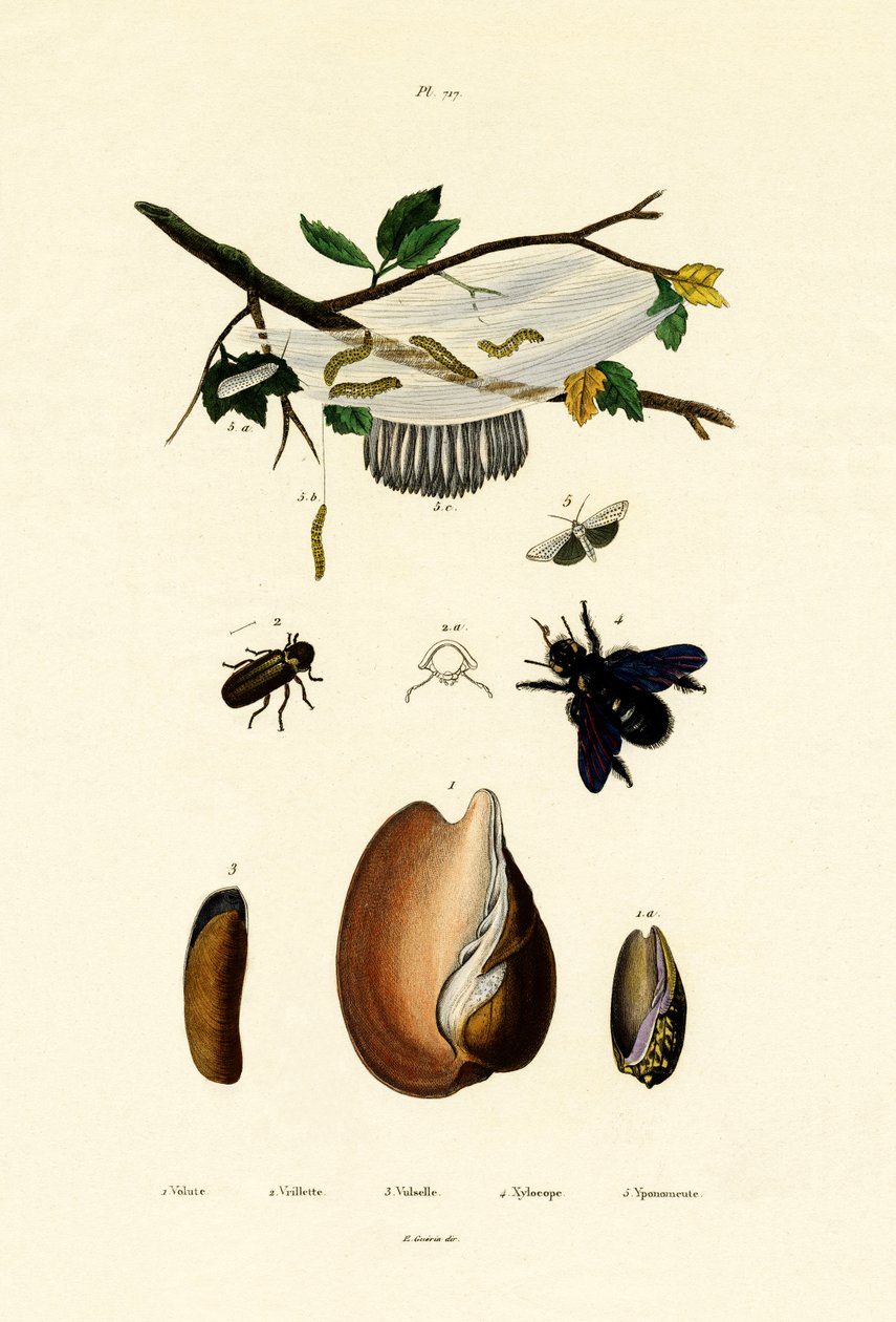 Sarmal Kabuk, 1833-39 by French School