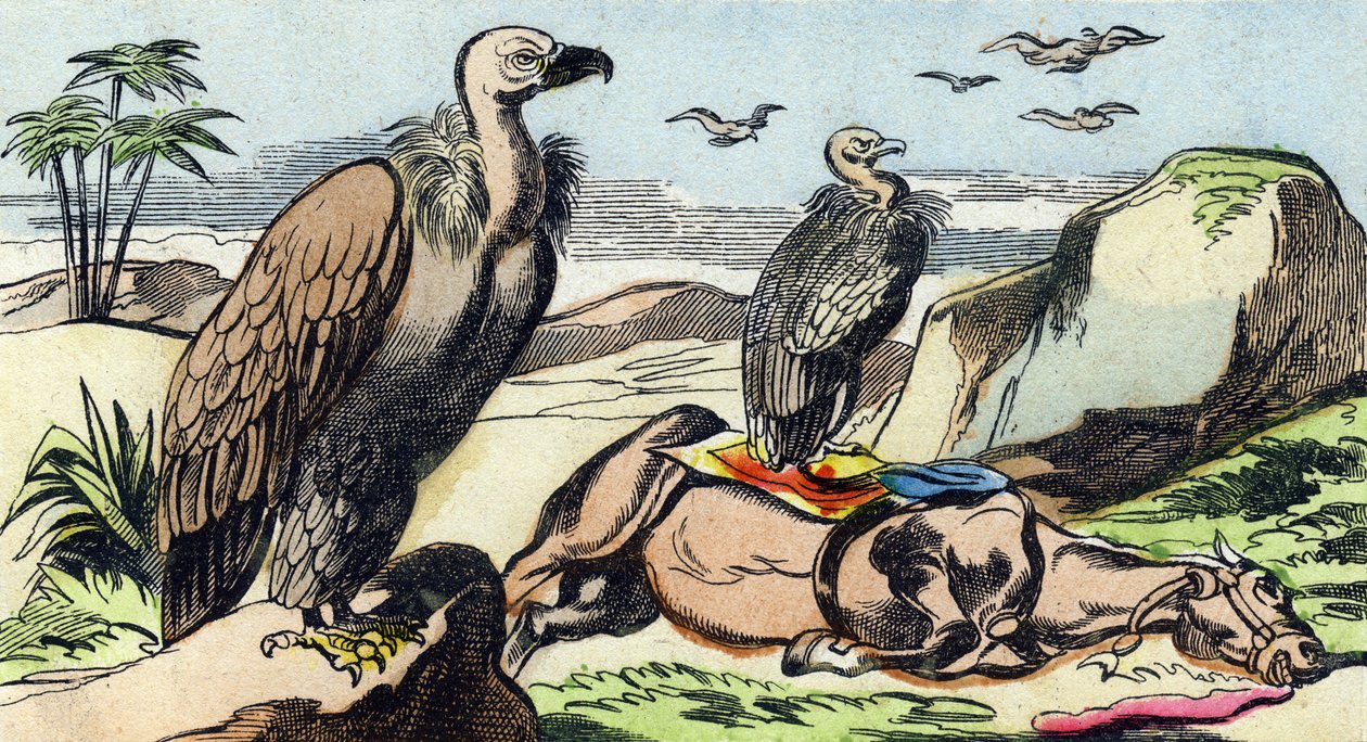 akbabalar "Buffon Alphabet des Oiseaux n 1" de gravür. 3. Serie N 1. Epinal