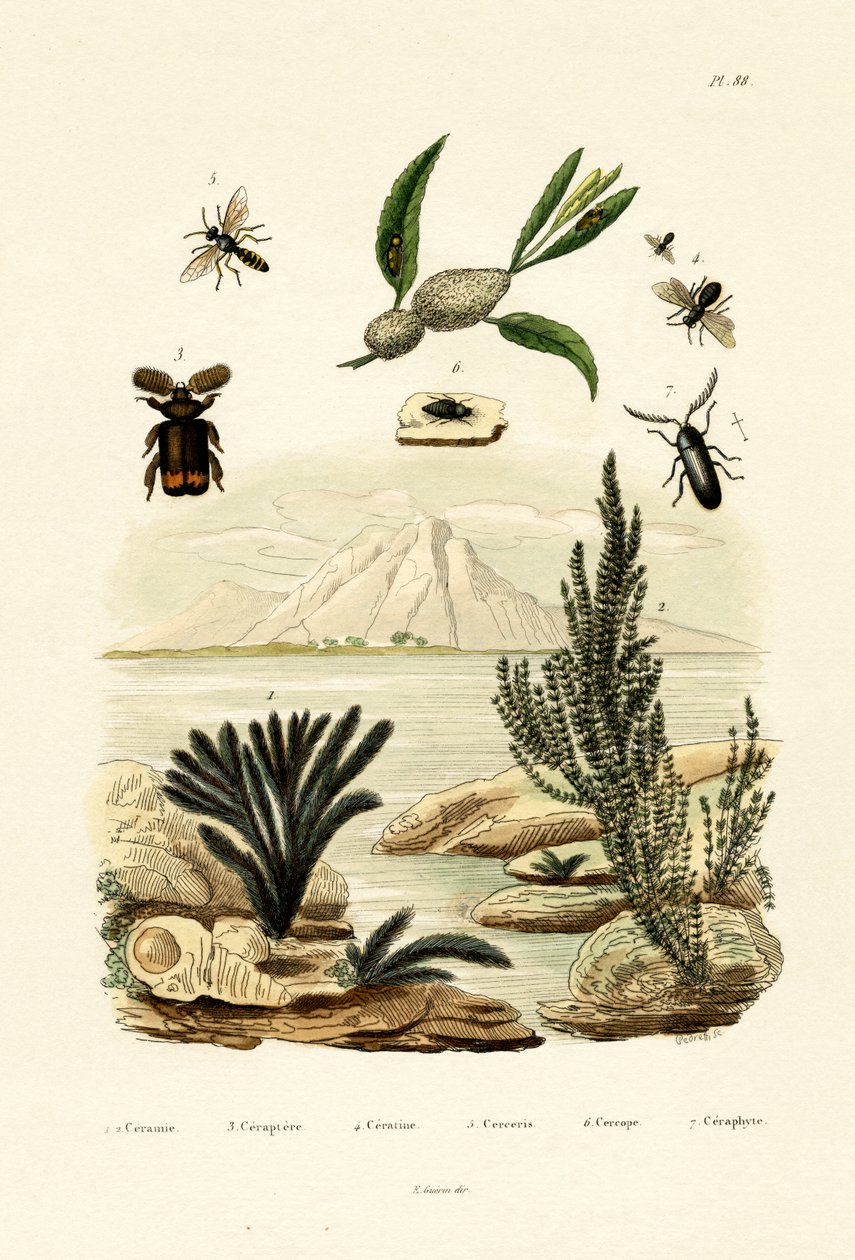 Yaban arısı, 1833-39 by French School