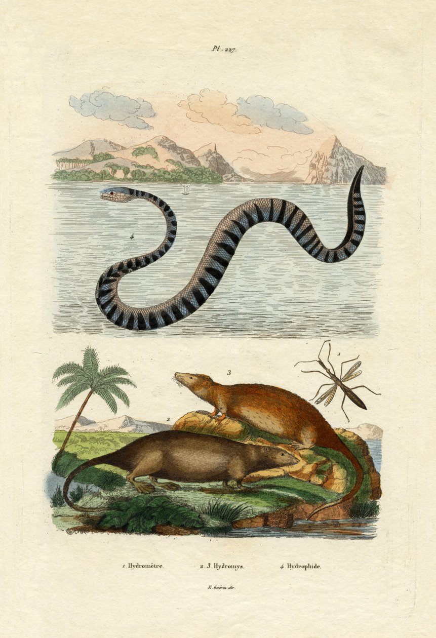 Su Sıçan, 1833-39 by French School