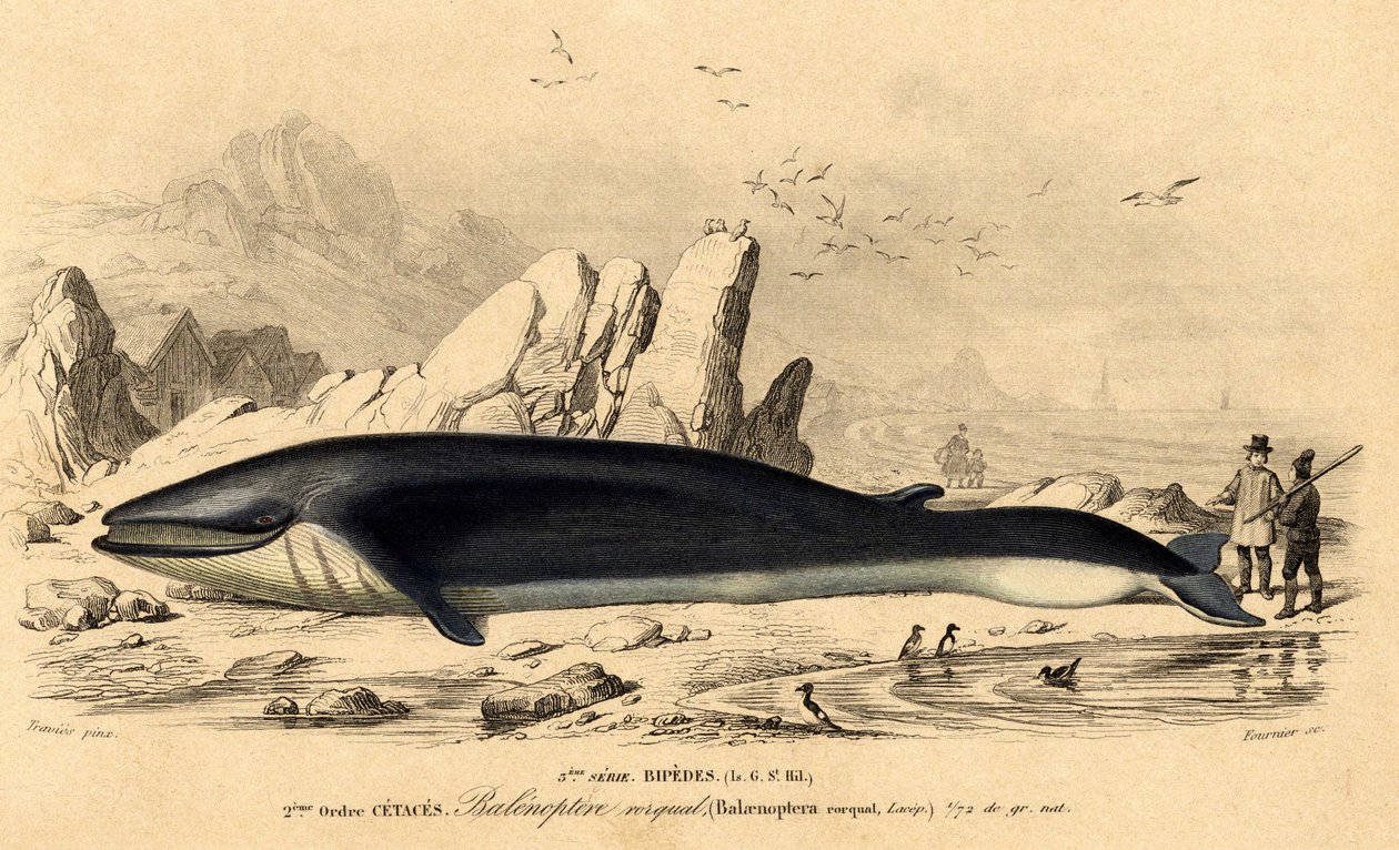 Balina veya baleinoptere (Balaenoptera rorqual) by French School