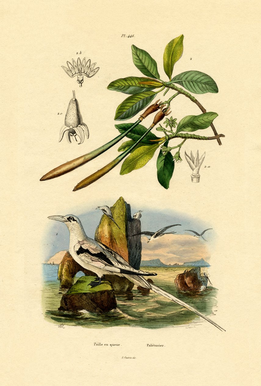 Ak kuyruklu Tropikkuşu, 1833-39 by French School