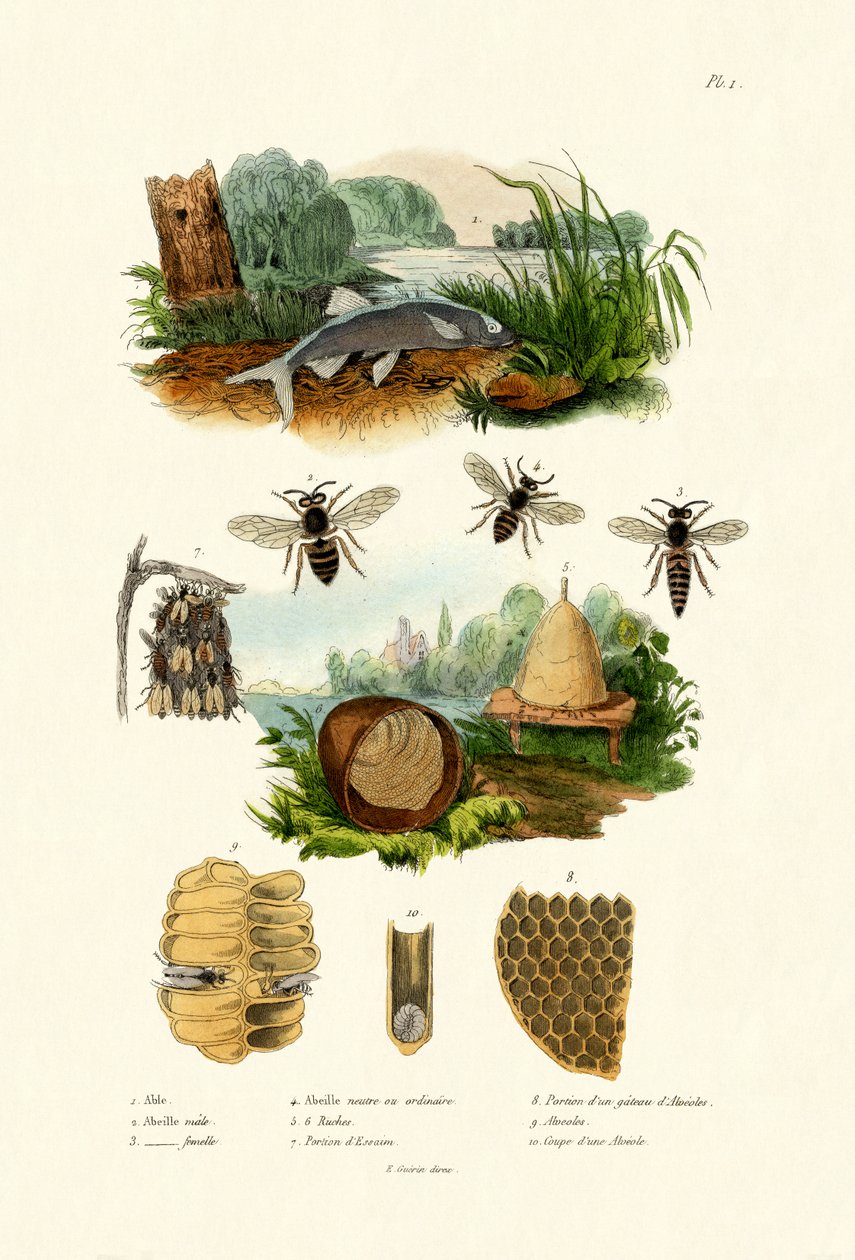 Beyaz Aspe, 1833-39 by French School