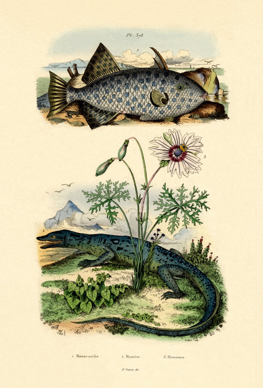 Beyaz benekli Filefish, 1833-39 by French School
