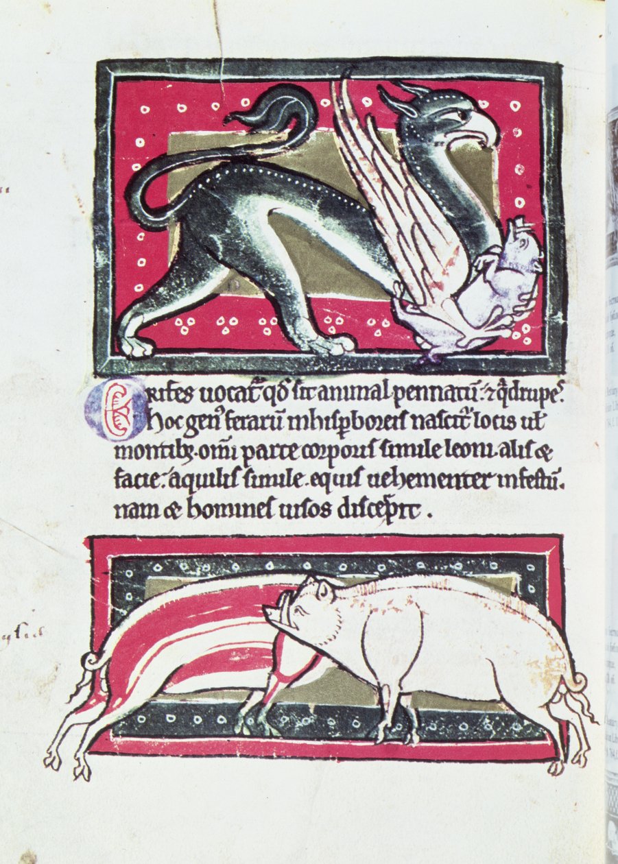 Yaban Domuzu ve Griffon, Saltykowchsh Edrin Bestiary