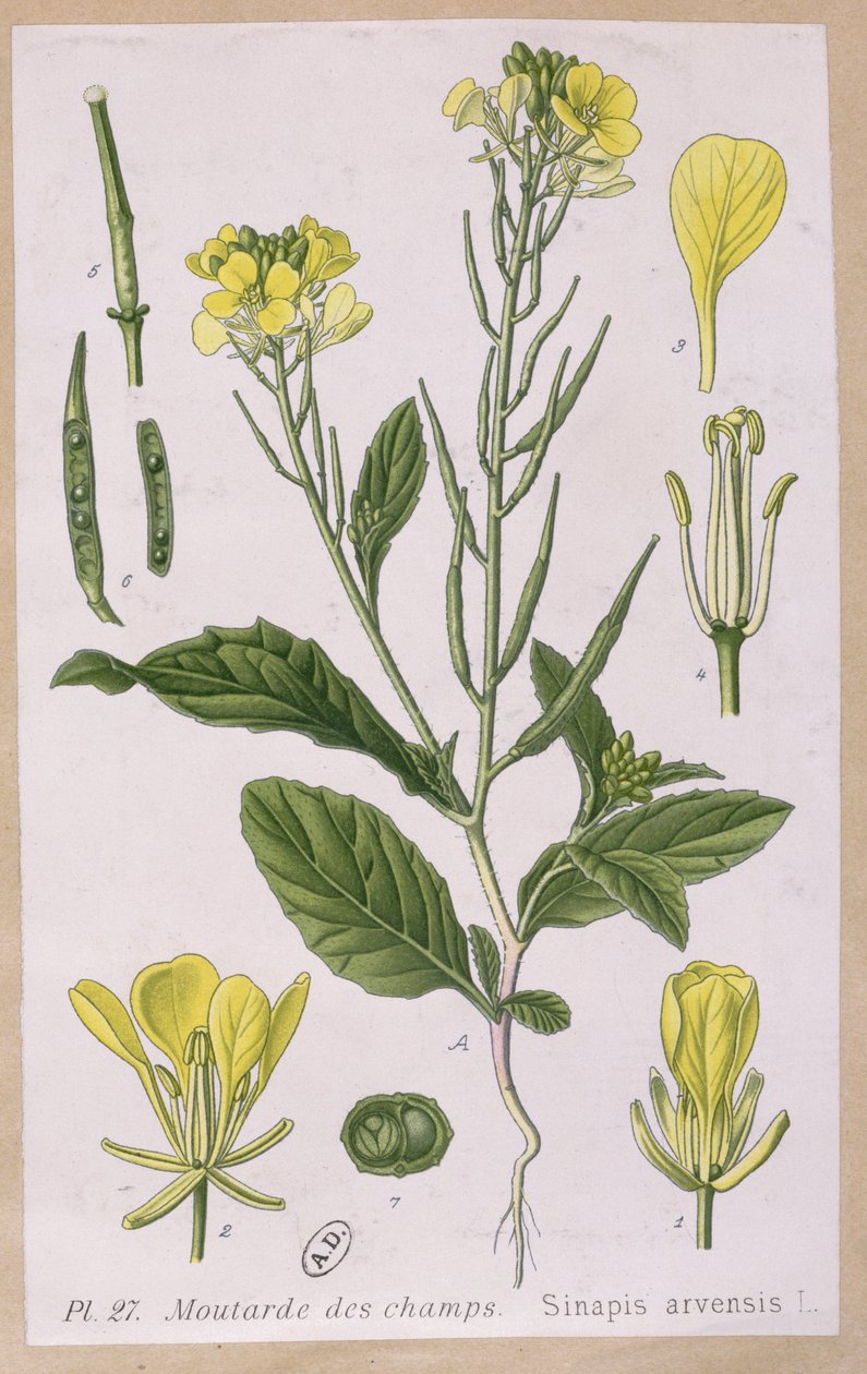 Yabani Hardal (Sinapis Arvensis) by French School