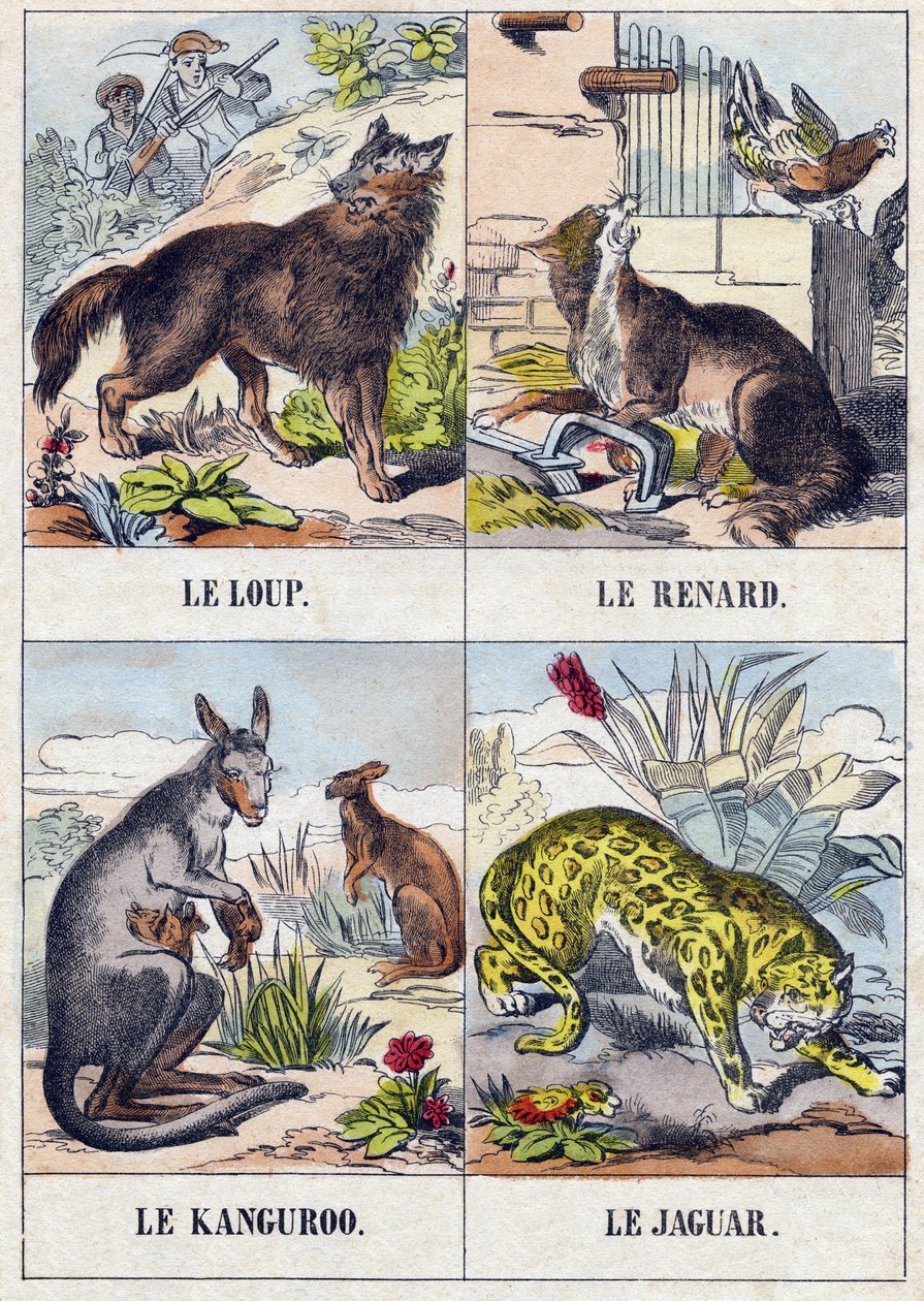 Kurt; Tilki; kanguru ; Jaguar. "Buffon Alphabet des Animaux" gravürü. 3. Seri N 1. Epinal
