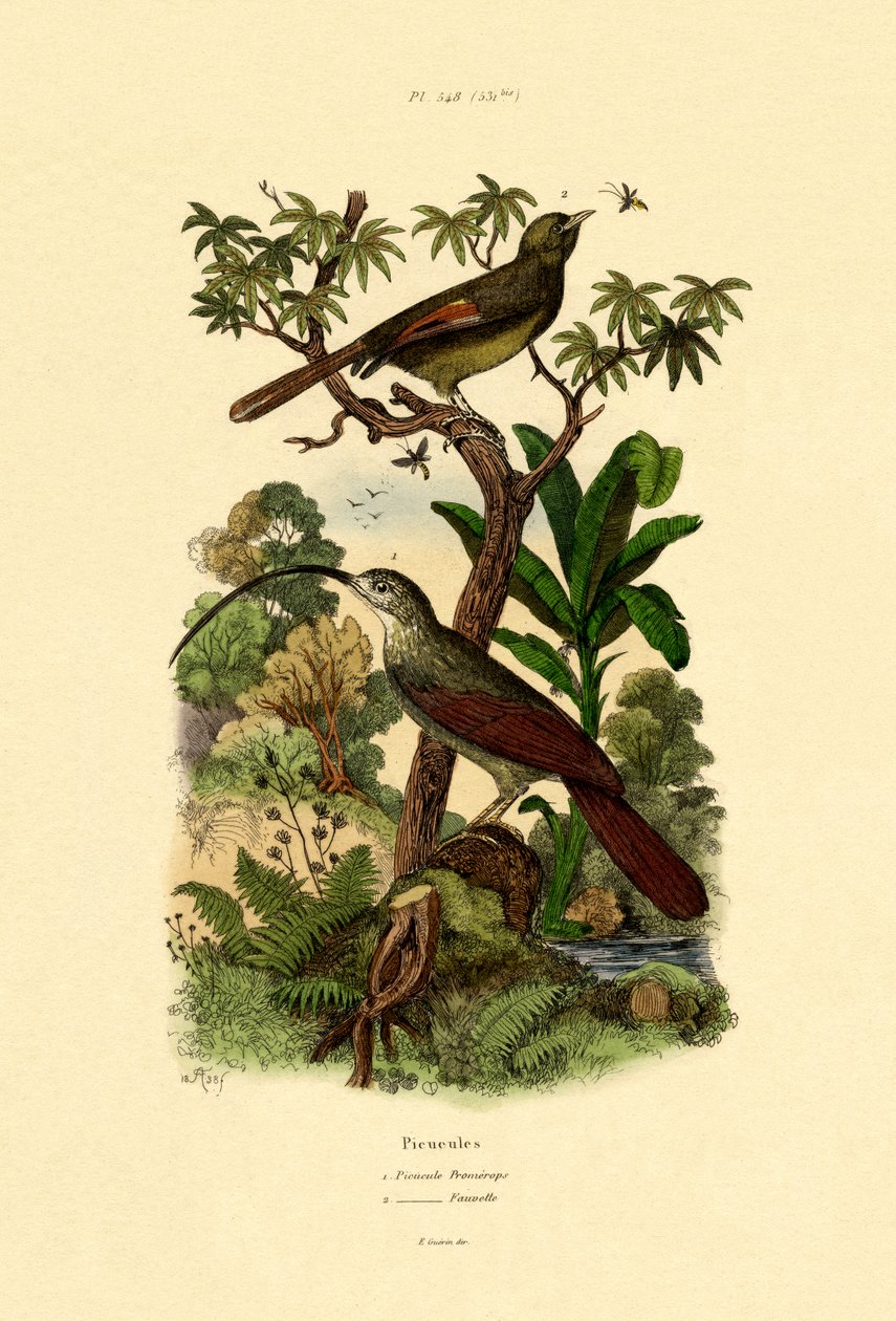 Oduncu, 1833-39 by French School