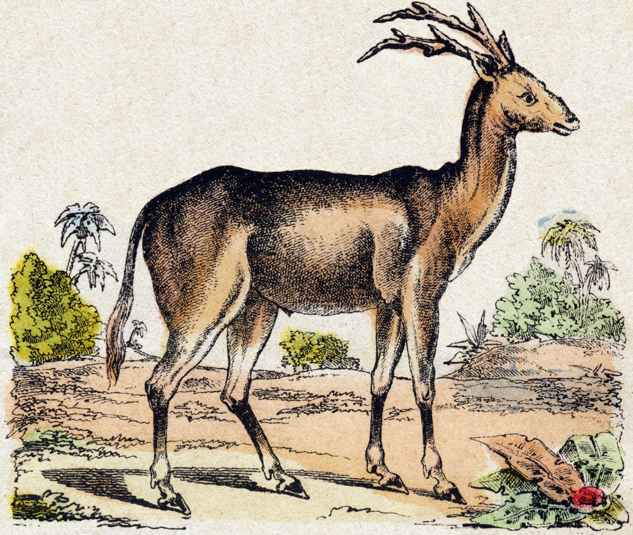 Xantarus. “Alphabet des animaux sauvages” içinde gravür. 9. Seri. Epinal