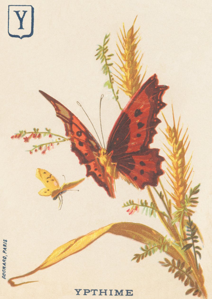 Y: Ypthime (Apatura ilia veya Küçük mars değişiyor) by French School