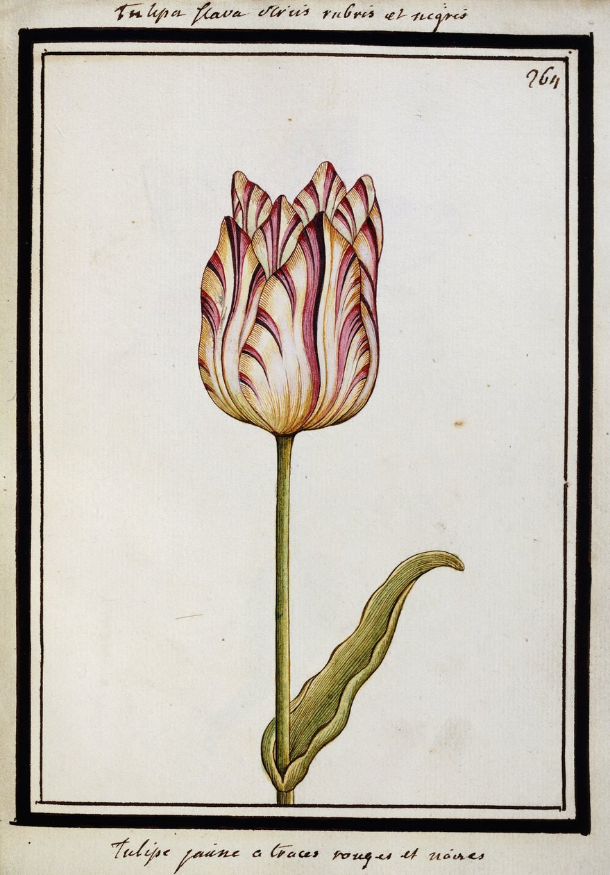 Kırmızı ve siyah çizgili Sarı Lale, c.1700 by French School